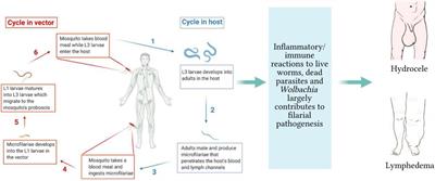 Highlighting the Relevance of CD8+ T Cells in Filarial Infections